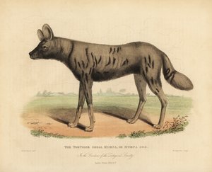 Perro de caza africano, Lycaon pictus de William Smellie