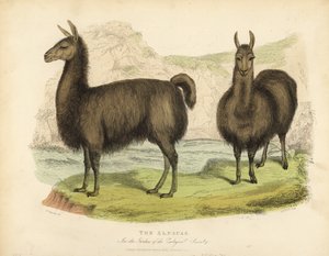Alpaca, Vicugna pacos de William Smellie