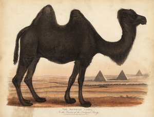 Camello bactriano, Camelus bactrianus
