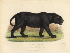 Pantera negra, Panthera pardus o Panthera onca de William Smellie