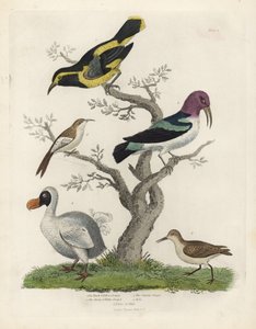 Trepador negro y amarillo, trepador marrón y blanco, Certhia americana, trepador de Cayena, Dacnis cayana, Dodo, Raphus cucullatus, y purre o correlimos, Calidris alpina. Grabado en cobre coloreado a mano por un artista desconocido del libro Historia Natur de William Smellie