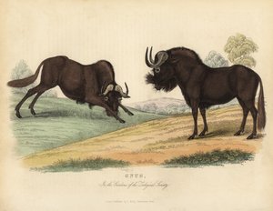 Ñu negro, Connochaetes gnou de William Smellie