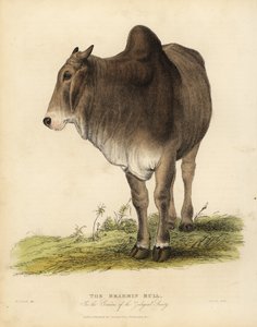 Raza Brahma de ganado cebú, Bos taurus indicus