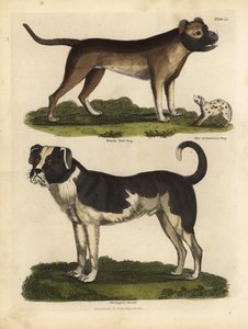 Razas de perros, Canis lupus familiaris de William Smellie