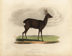 Corzo europeo, Capreolus capreolus de William Smellie