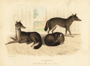 Chacal dorado, Canis aureus