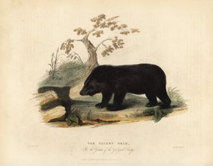 Oso negro del Himalaya, Ursus thibetanus laniger de William Smellie