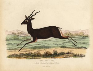 Antílope indio o blackbuck, Antilope cervicapra