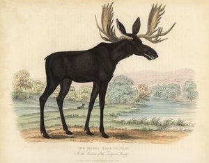 Alce, Alces alces de William Smellie