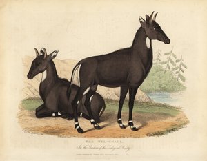 Nilgai o toro azul, Boselaphus tragocamelus de William Smellie