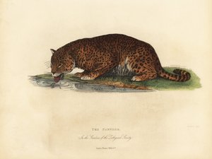 Pantera, Panthera pardus o Panthera onca de William Smellie