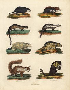 Especies de roedores de William Smellie