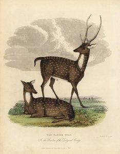 Ciervo de los pantanos o barasingha, Rucervus duvaucelii