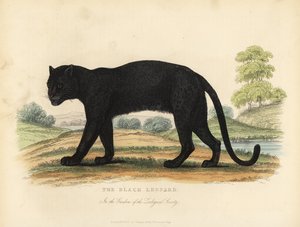El Leopardo Negro, Panthera pardus de William Smellie