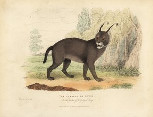 El caracal o lince de William Smellie
