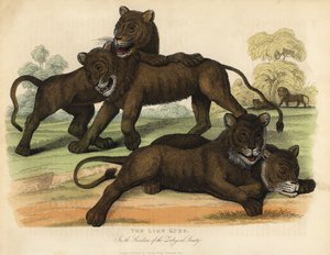 Los cachorros de león en los jardines de la Sociedad Zoológica