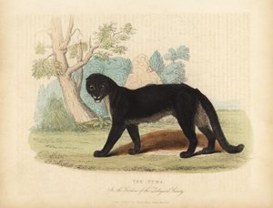 El Puma o León de Montaña, Puma concolor de William Smellie