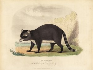 El mapache, Procyon lotor de William Smellie