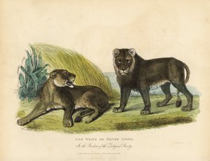 Leones blancos o plateados, Panthera leo melanochaita de William Smellie