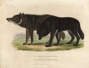 Lobos de la Bahía de Hudson, Canis lupus de William Smellie