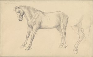 Estudios de un pony de William Strutt