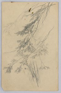 Estudio de Follaje de William Trost Richards