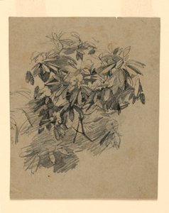 Estudio de follaje de William Trost Richards