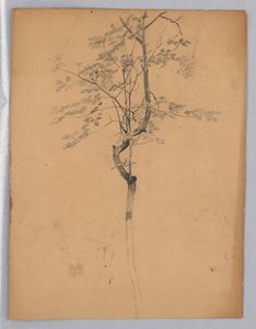 Estudio de follaje de William Trost Richards