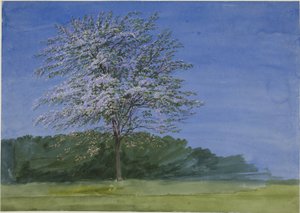 Estudio de un árbol en flor de Joseph Mallord William Turner