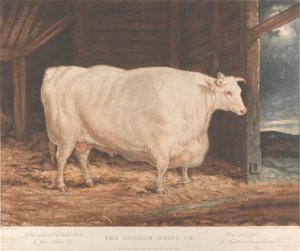 El buey blanco de Durham / De la raza mejorada Tees Water, / por John Nesham, Esqr. / Criado y alimentado / en Houghton le Spring, Durham