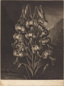 El lirio soberbio de William Ward after Philip Reinagle