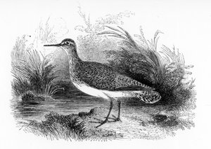 El Andarríos Común, ilustración de 