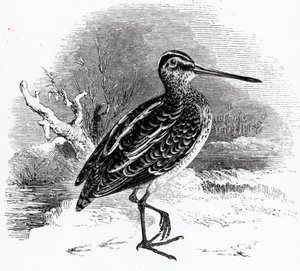 La agachadiza común, ilustración de 