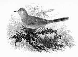 La Curruca de Dartford, ilustración de 