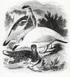 El Lagópodo, ilustración de 