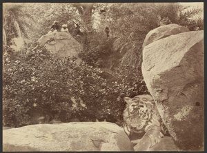 [Tigre en las rocas] de Willoughby Wallace Hooper
