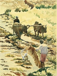 753 Preparando el campo de arroz de Wilson Clive