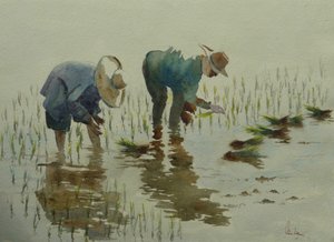 885 Plantando arroz