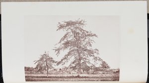 Tupelo-árboles en un campo cerca de la "salida" en el viejo camino de Essex en Beverly de Wilson Flagg