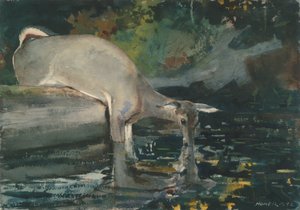 Venado bebiendo de Winslow Homer