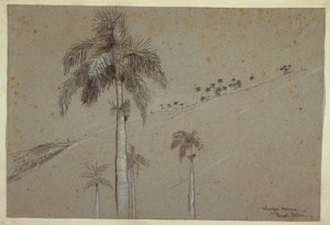 Dibujo, Palma Real, Cuba, 1885