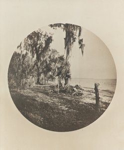 Palmera y escena de playa, costa de Florida, c.1904 de Winslow Homer