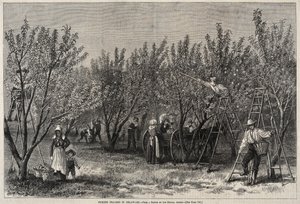 Cosechando Duraznos en Delaware de Winslow Homer