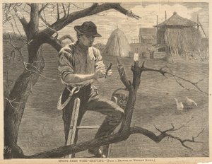 Trabajo agrícola de primavera