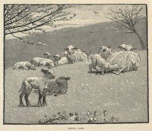 Spring Lamb, de Scribner