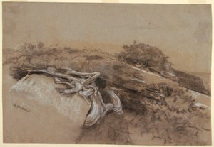 Estudio de raíces de árboles, Prout