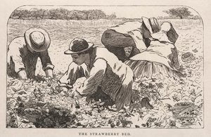 La cama de fresas, 1868 de Winslow Homer