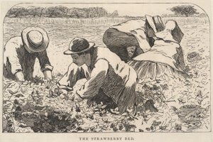 The Strawberry Bed, de Our Young Folks, julio de 1868 de Winslow Homer
