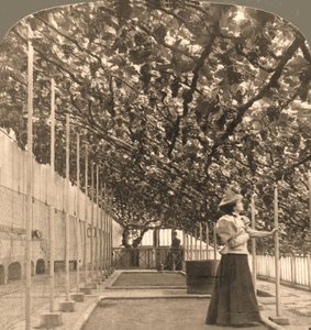La Vid Más Antigua del Mundo, Palacio de Hampton Court, plantada en 1768 Inglaterra, 1897 de Works and Sun Sculpture Studios
