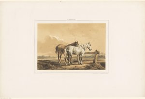 Dos caballos en un pasto cerca de una valla